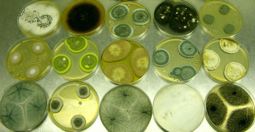 https://www.wetandforget.com/blog/wp-content/uploads/2018/06/mold-in-petri-dishes.jpg